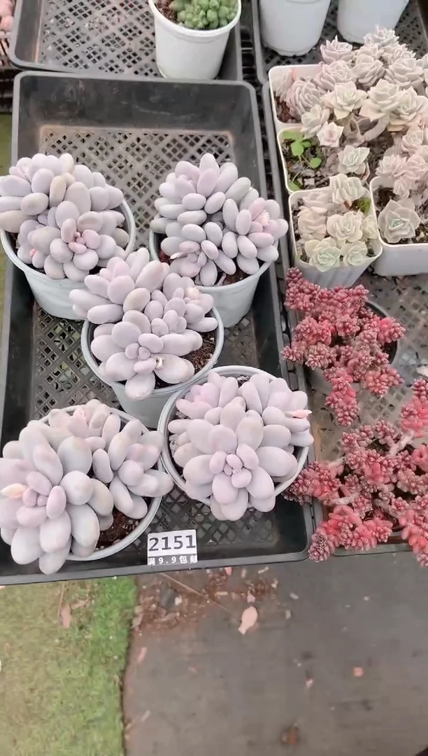 【闪购商品】信福多肉一物一拍