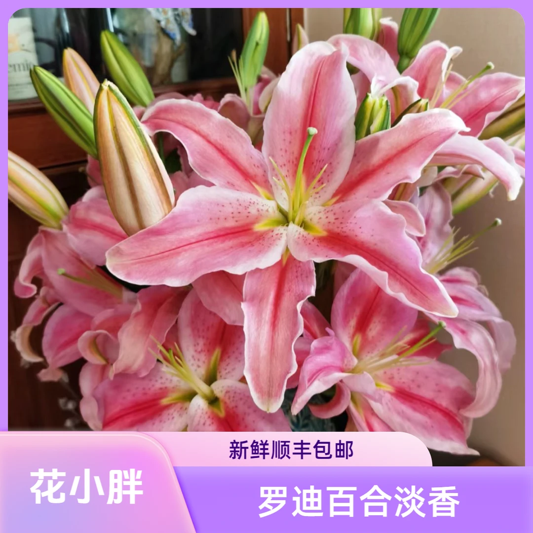 （罗迪）淡香型香水百合东北基地直发鲜花鲜切花养护水养顺丰包邮