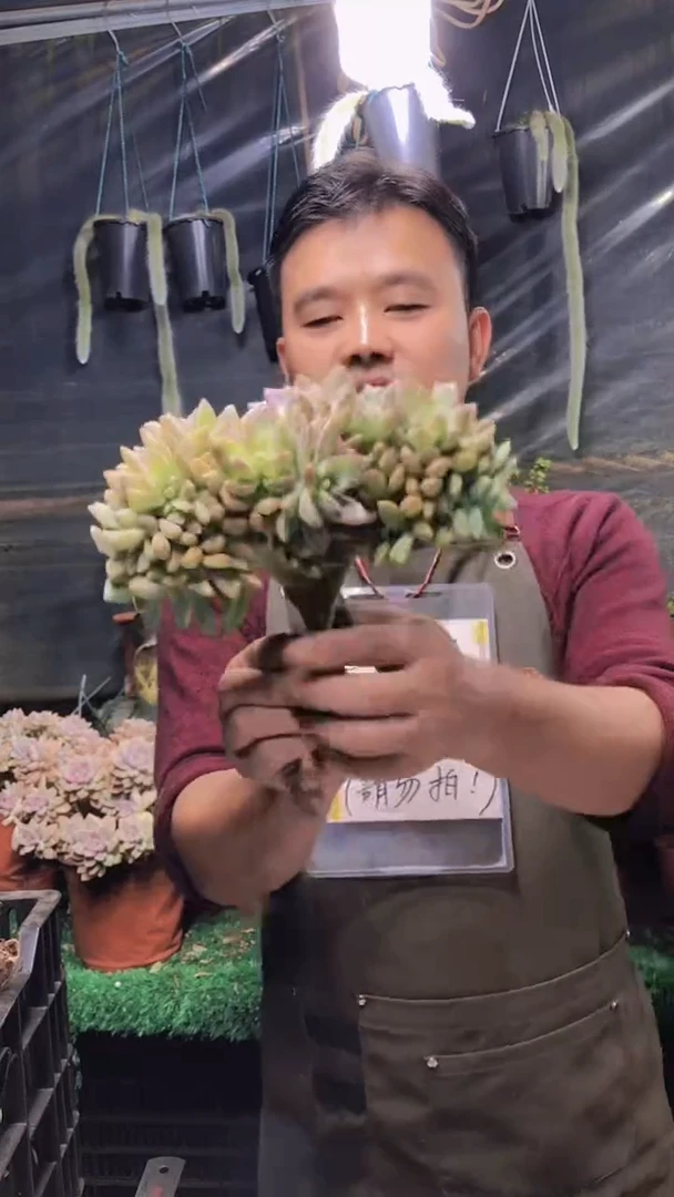 192雪缀化一物一拍