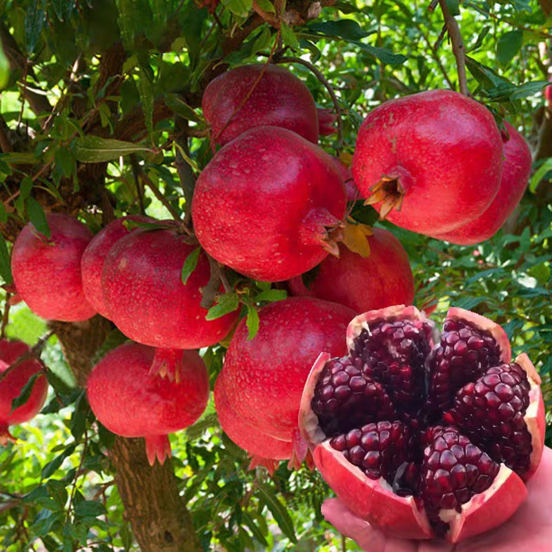 无籽软籽石榴树苗80公分左右 当年结果新疆包邮