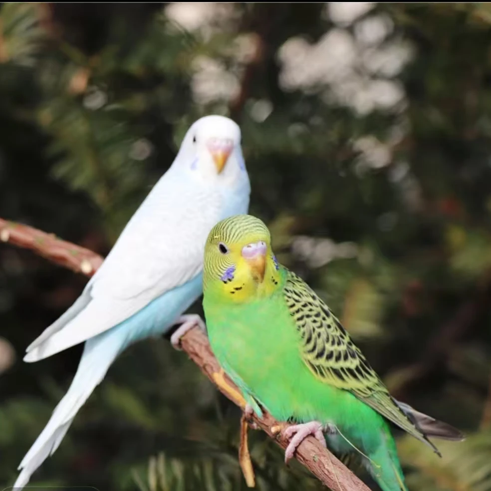鹦鹉虎皮鹦鹉大头云斑纯手养会说话宠物鸟可繁殖送笼子鸟粮大礼包