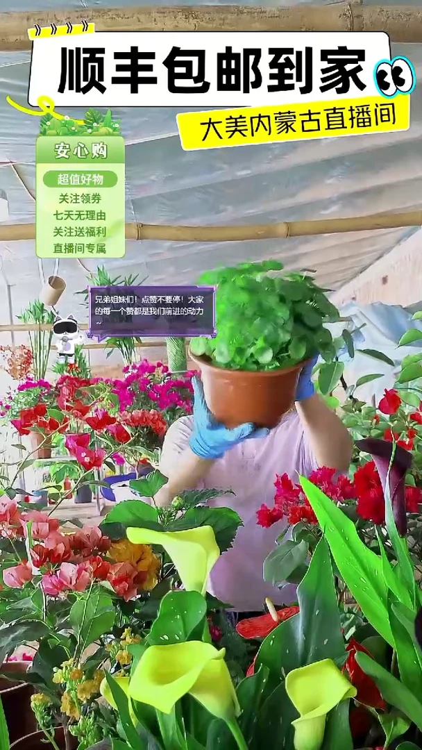 完全开放铜钱草顺丰