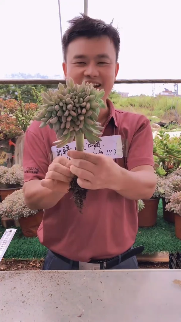 122淡雪缀化一物一拍