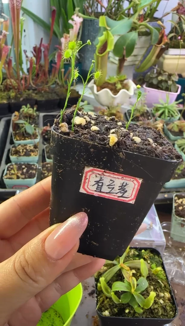 完全开放直立茎球根茅膏菜