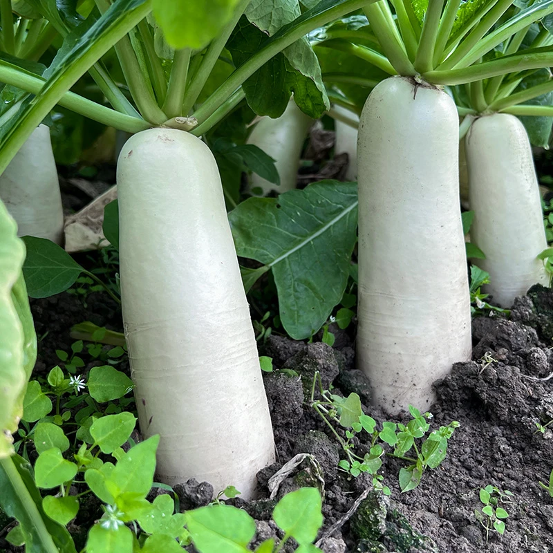 抗热白萝卜种子夏白玉白萝卜种子阳台庭院可种菜耐热早熟萝卜种子