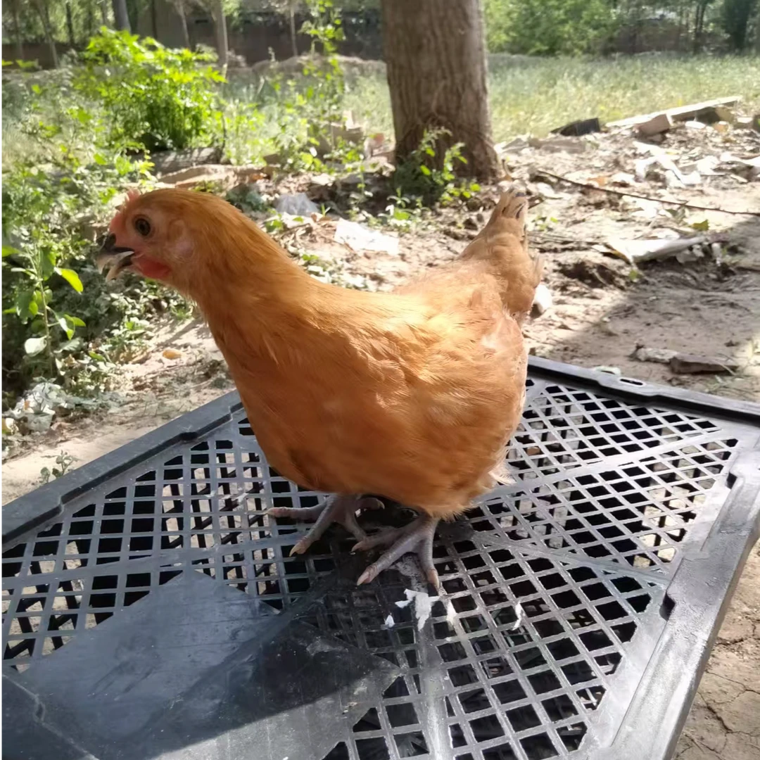 宠物鸡 淮南草土鸡、笨鸡、活体发货~(4+送1只）到手5只
