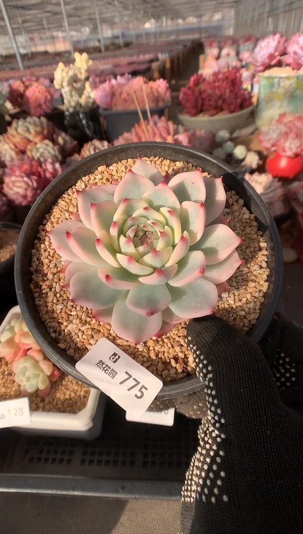 775吉娃娃锦多肉植物一物一拍