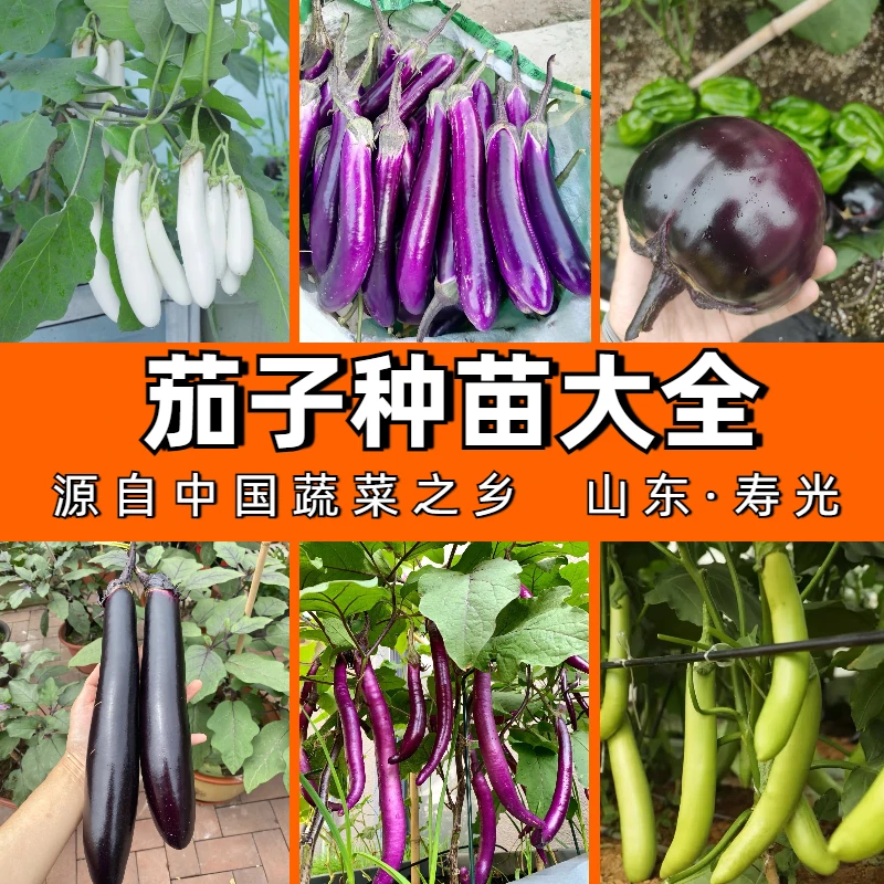 各种茄子大全苗茄子秧苗菜苗秋冬耐寒蔬菜苗阳台蔬菜种植高产