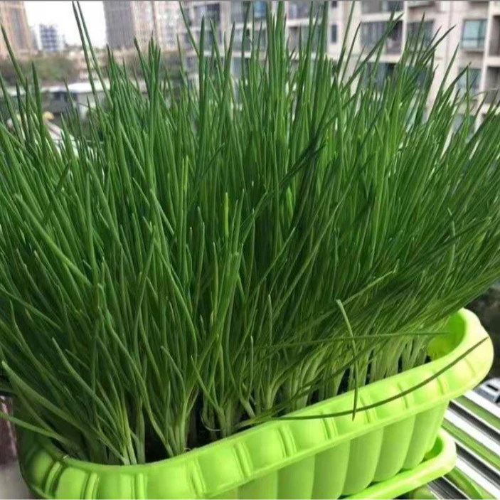【四季小香葱】阳台盆栽香葱小分葱种籽子农家庭院种植蔬菜种籽