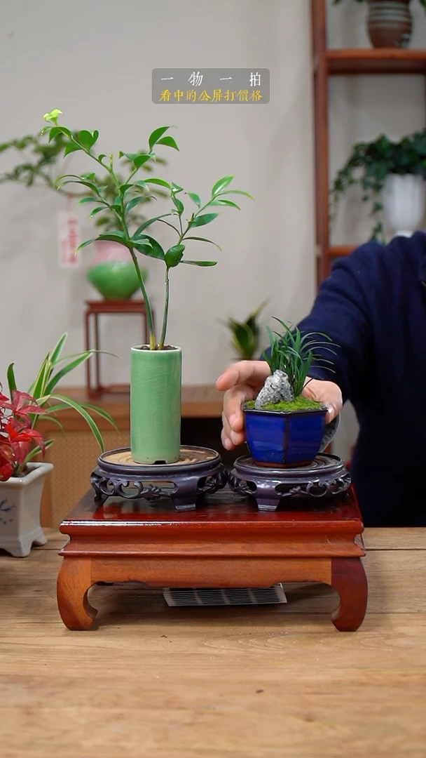 完全开放扎*竹柏+玉龙草120