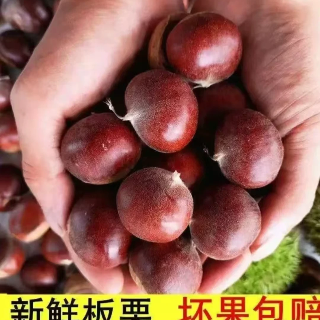 【买3斤送1.5斤】2025新鲜现摘高山板栗甘甜清脆生栗子板栗送开栗爪
