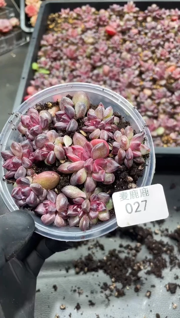 027迷雾泡泡 保9颗  保正版     量拍