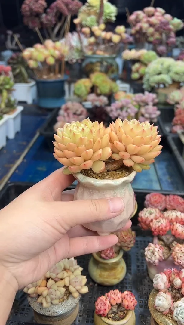 【闪购商品】819不带盆