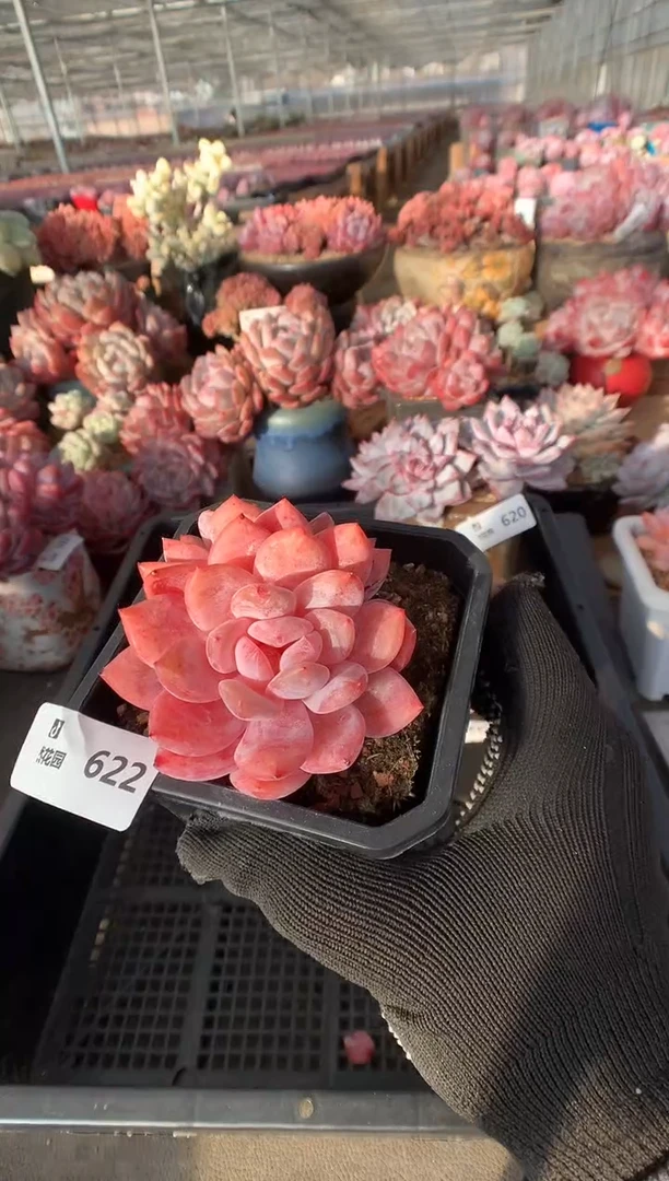 622雪天使有砍一物一拍888