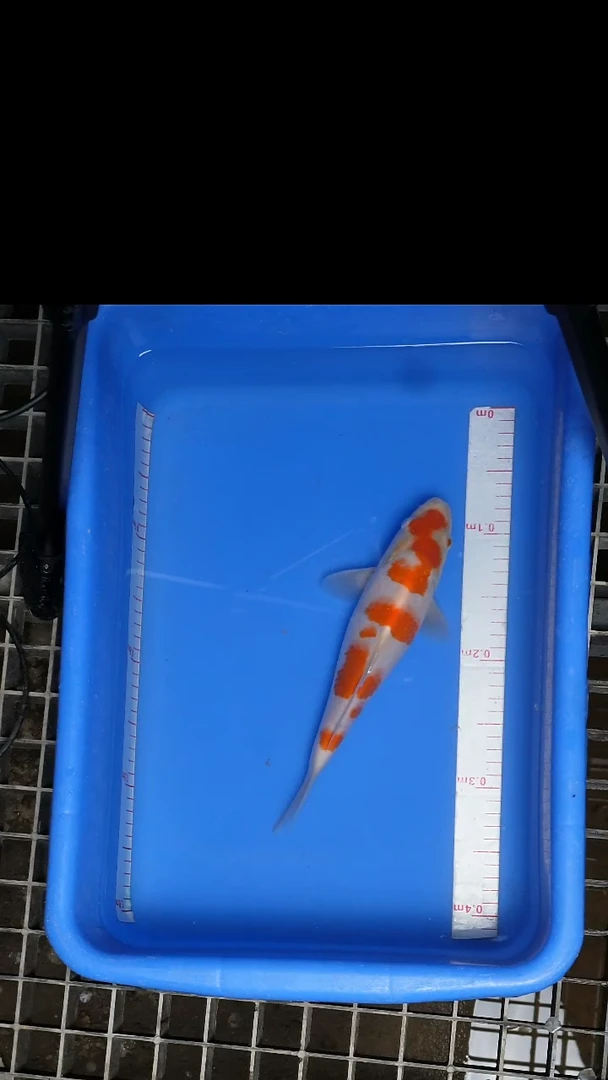 锦鲤25年产顺子红白