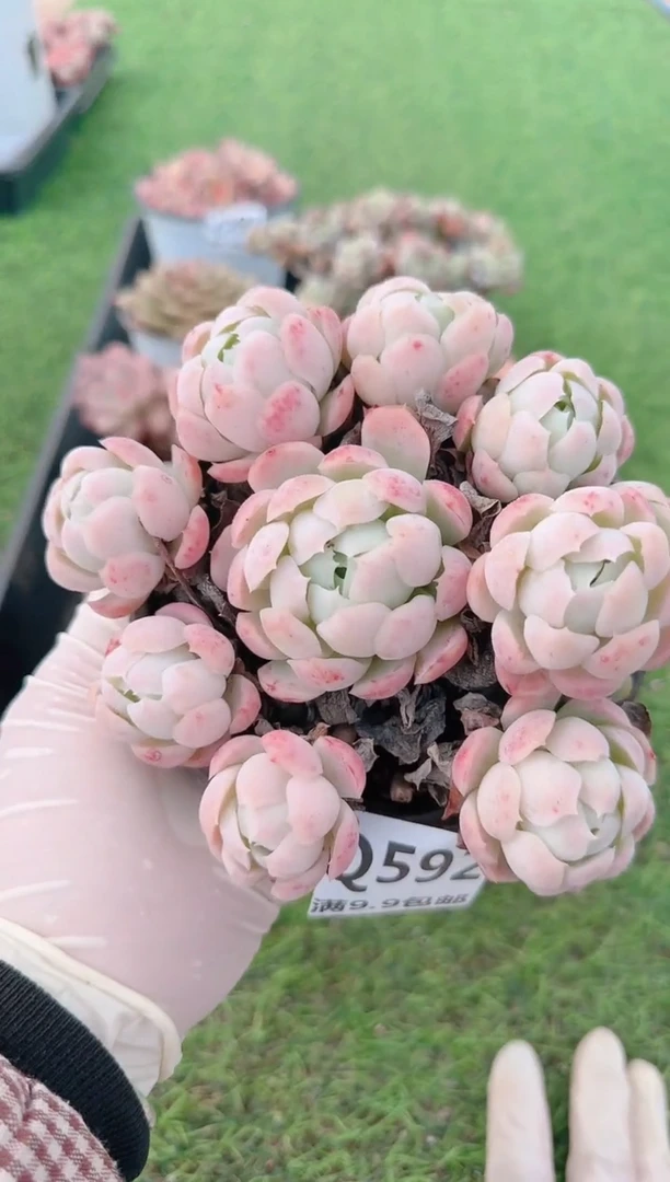 【闪购商品】梦会花园多肉一物一拍