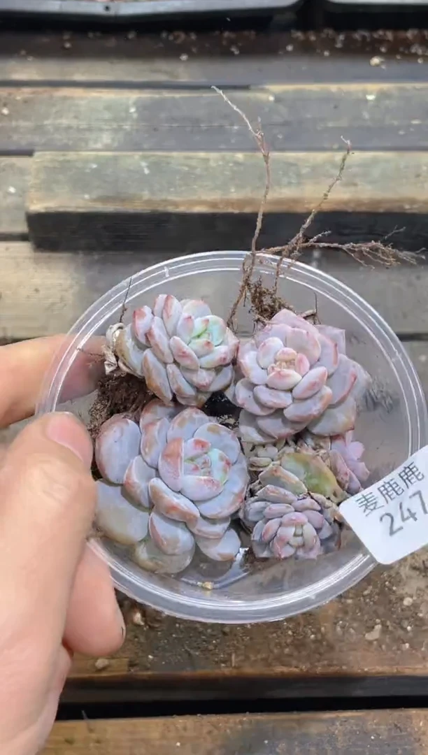 247星隐     量拍