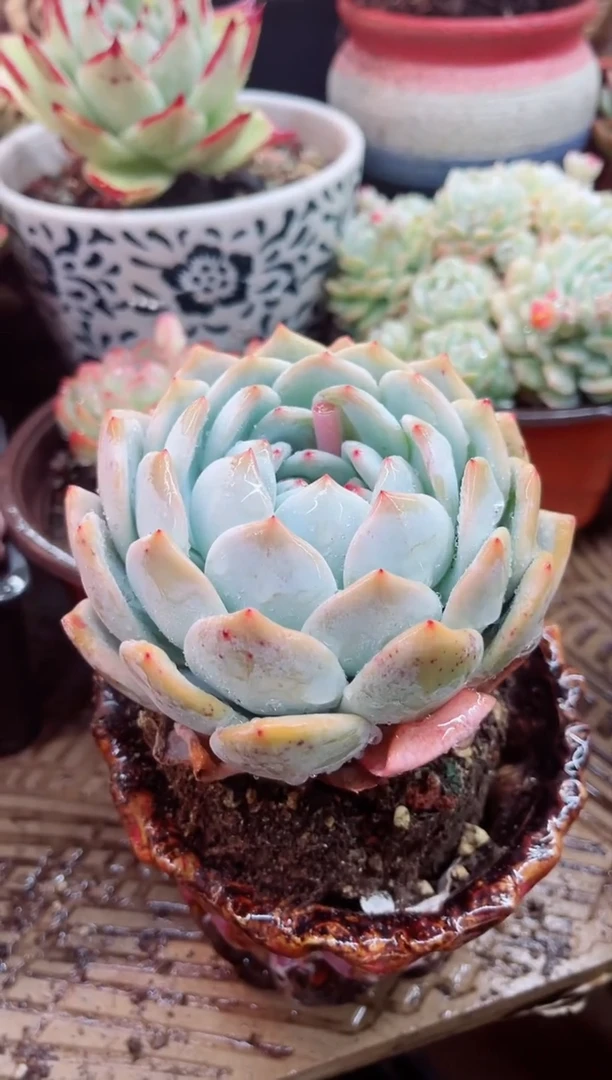 【闪购商品】11030