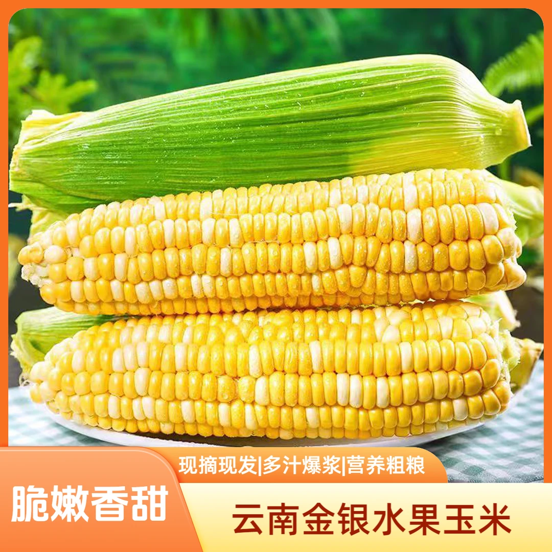 【新鲜采摘】云南金银水果玉米香甜软糯爆浆多汁现摘现发产地直发水果玉米云南省浙江省杭州市