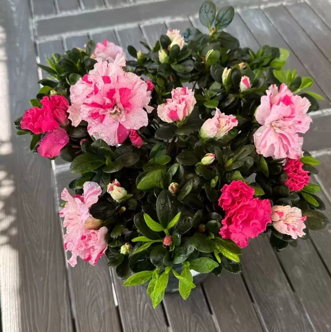 五宝喷砂从林/单杆神奇罕见品种四季开室内外阳台花卉绿植盆栽