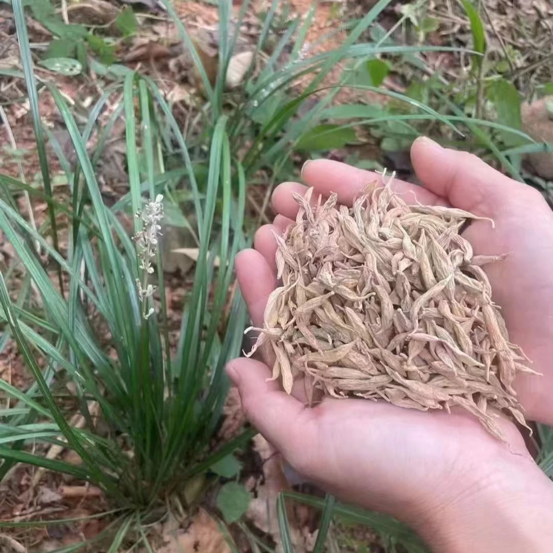 【张近】粤北深山采挖土麦薯根