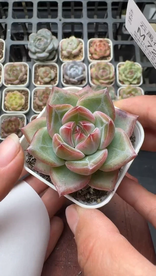 726M带盆土发 当场拍3颗以上包柚 多肉植物 一物一拍