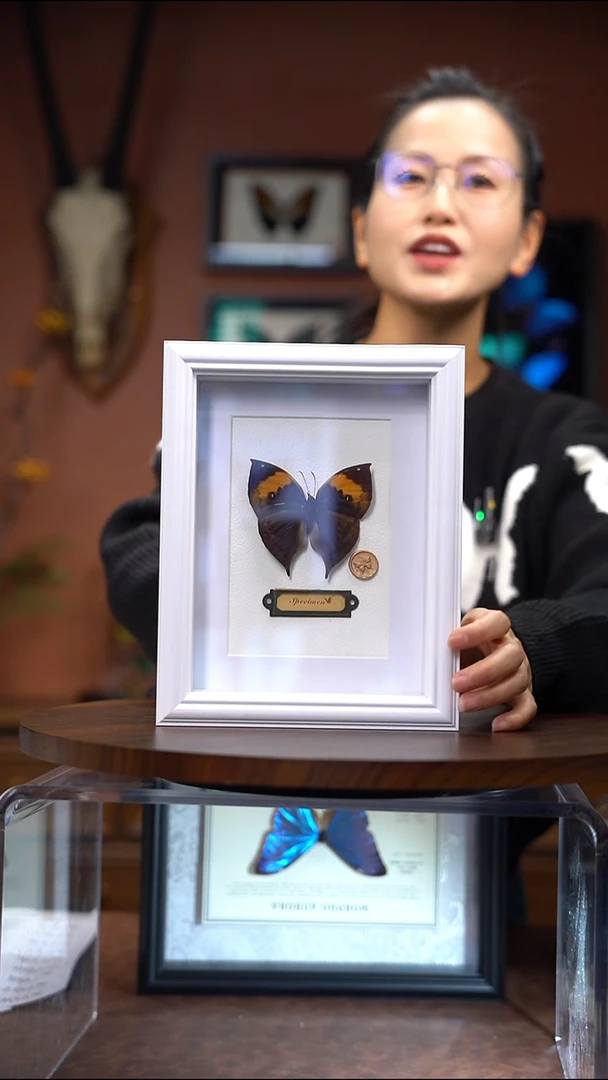 N715   枯叶蝶  欧式白色相框