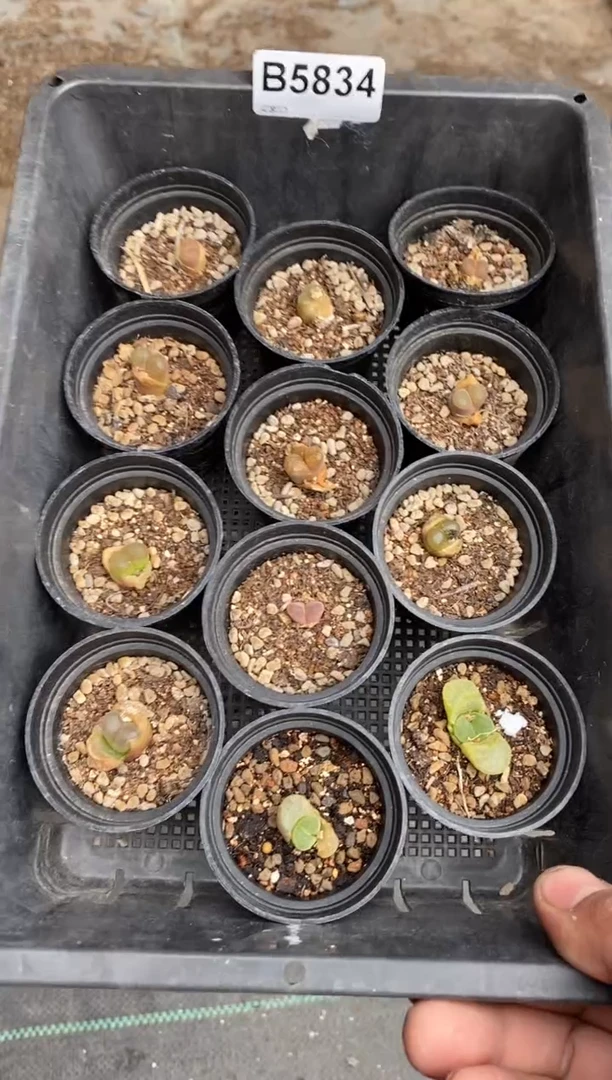 5834开播福利一物一拍