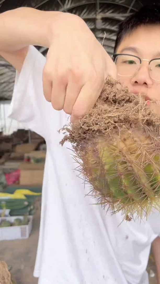 【闪购商品】2颗 实生根 金虎 12-15cm