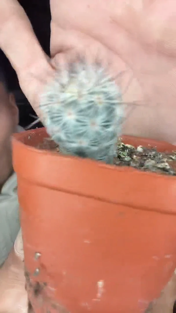 实生滕荣丸39.99