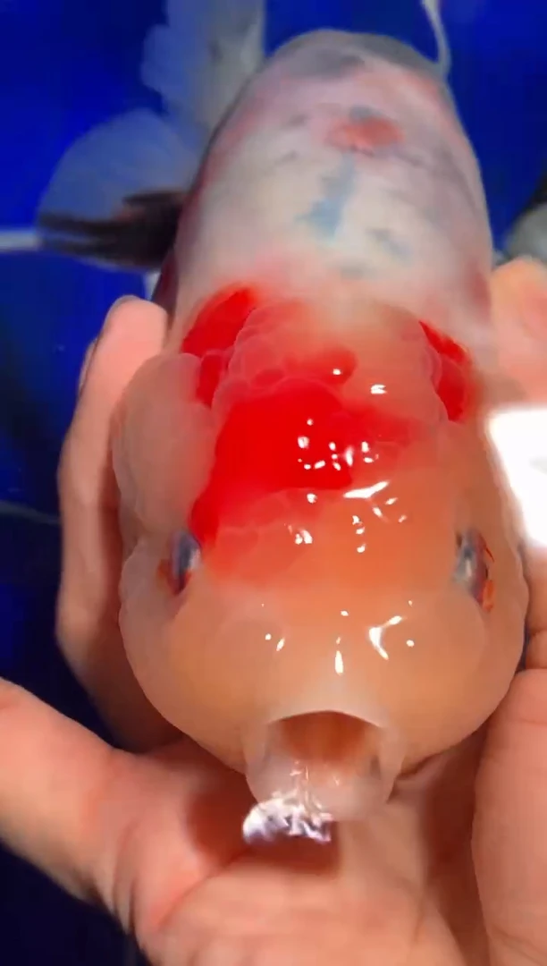 金鱼（运费到付，马印灯下展示）福州追鱼兰寿金鱼