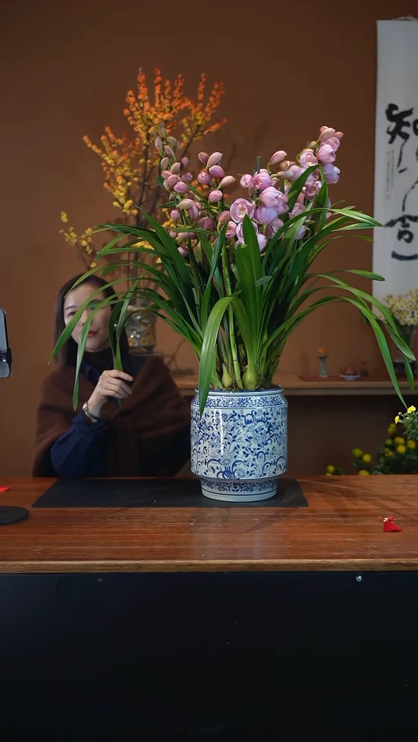 全部花朵尚品盆景盆景盆景