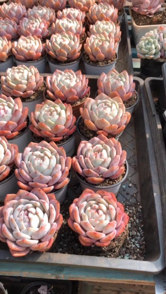 【闪购商品】单头韩橙2颗