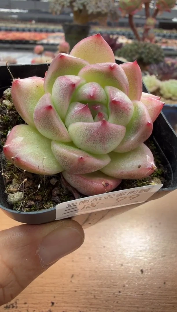 东云多肉园二店-99