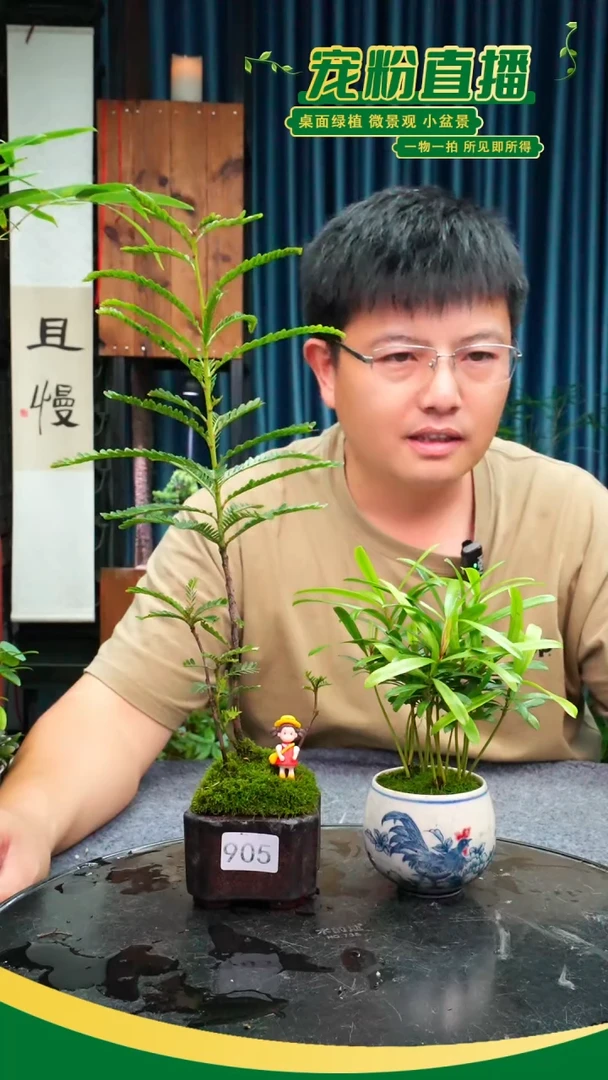 无花朵c****u苔藓微景观905号