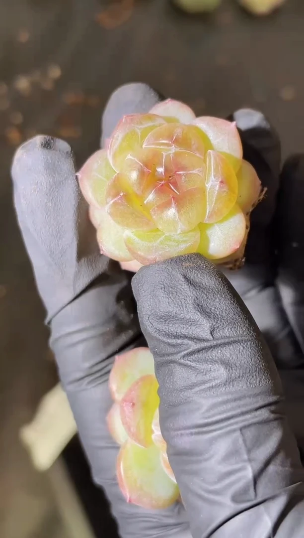 2703 斗鱼弹珠2-3厘米 量拍发一颗