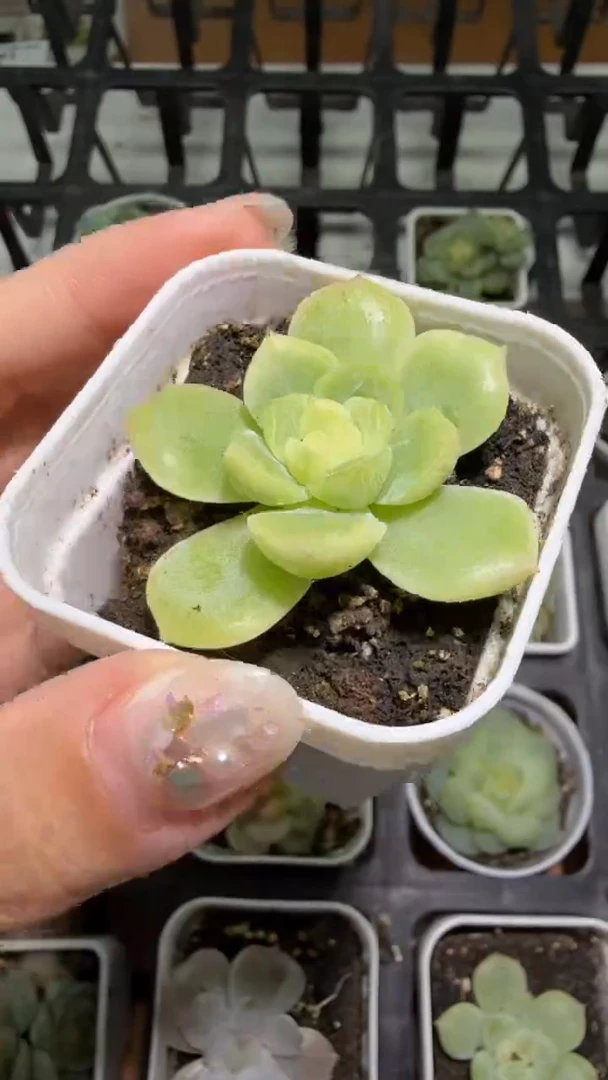 944  T14多肉植物