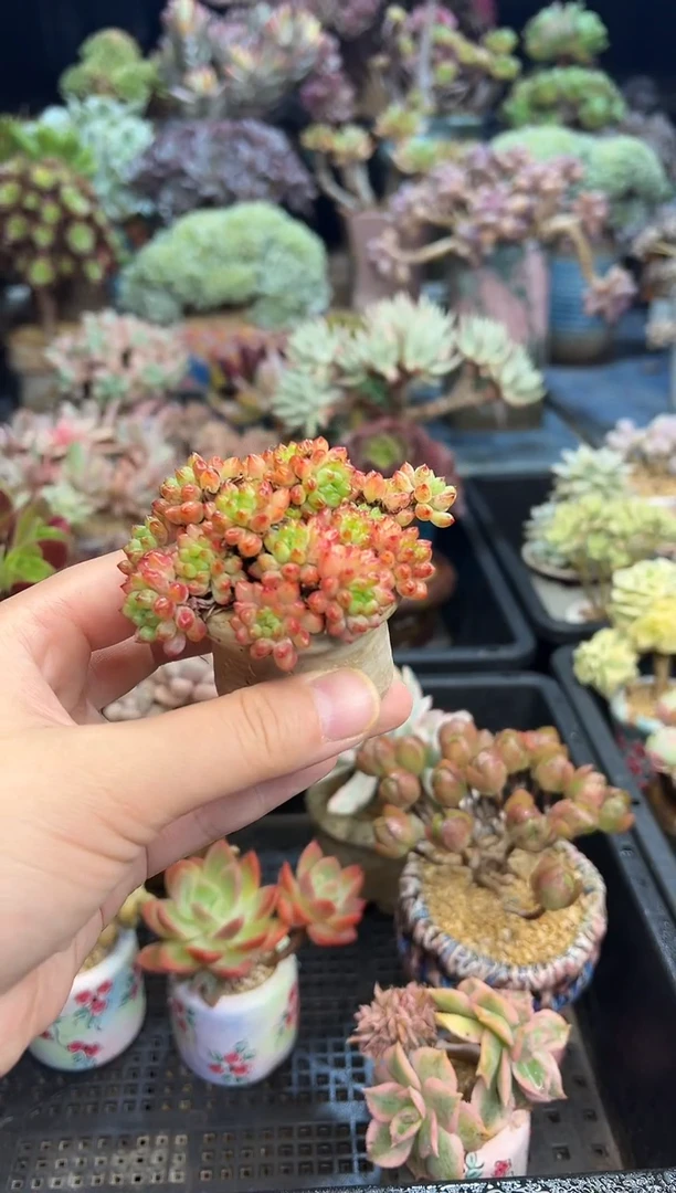 依*?391          不带盆