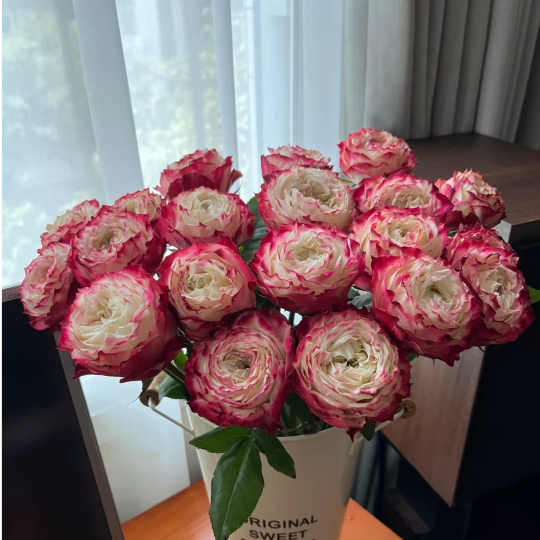 【苹果杰克】单头玫瑰 花期长 鲜切花水养插花