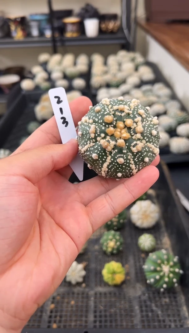 难****3实生根星兜仙人球编码213