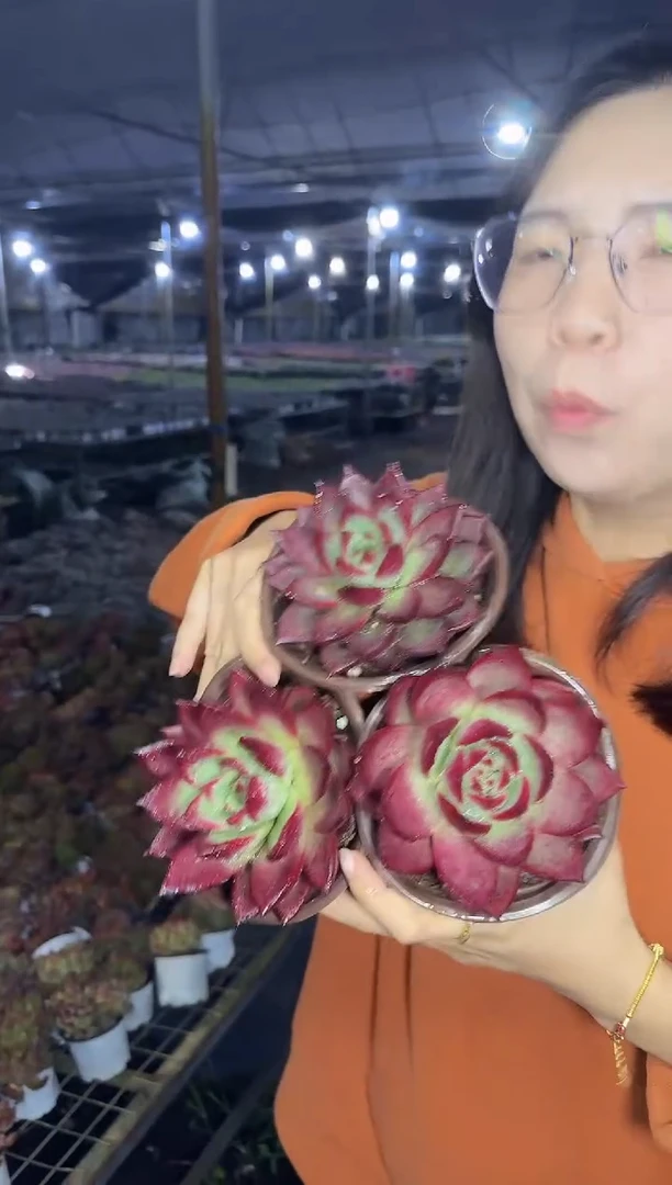 红罗卡3颗9.99