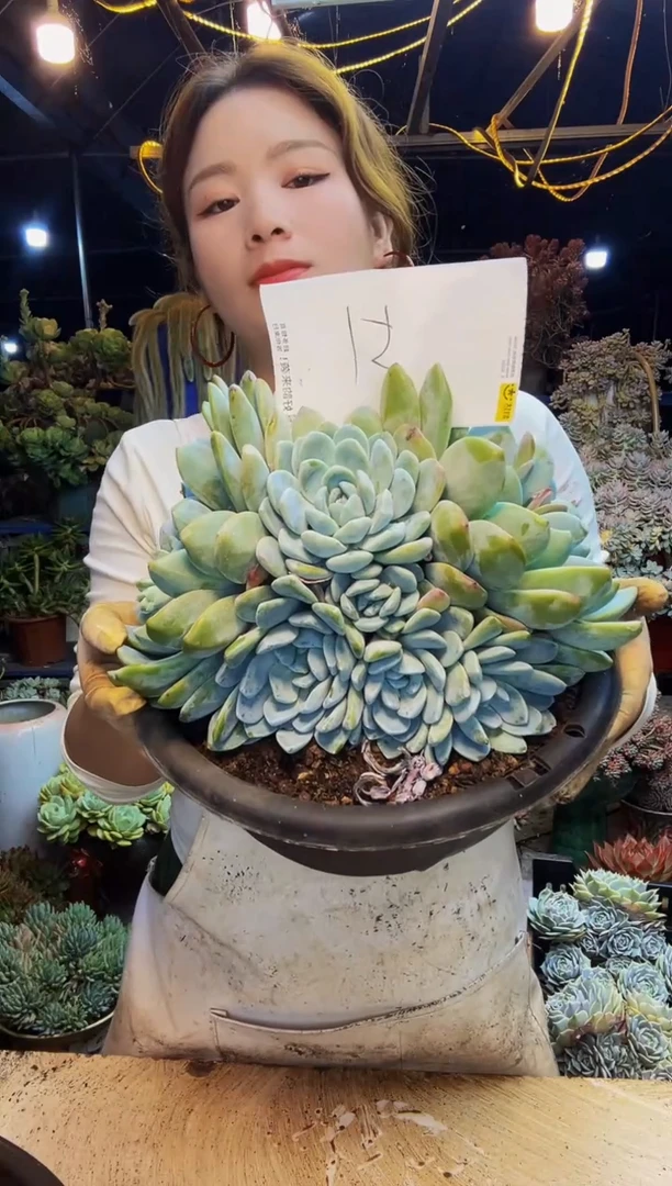 51号一物一拍脱土包邮
