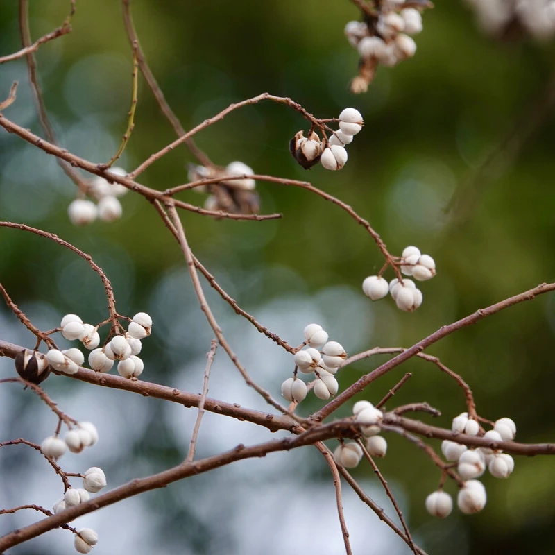 花中圆    乌桕又名菩提果，果皮会黑色，可破壳而出成为小白果。