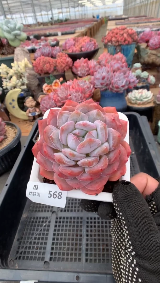 568蒙克一物一拍