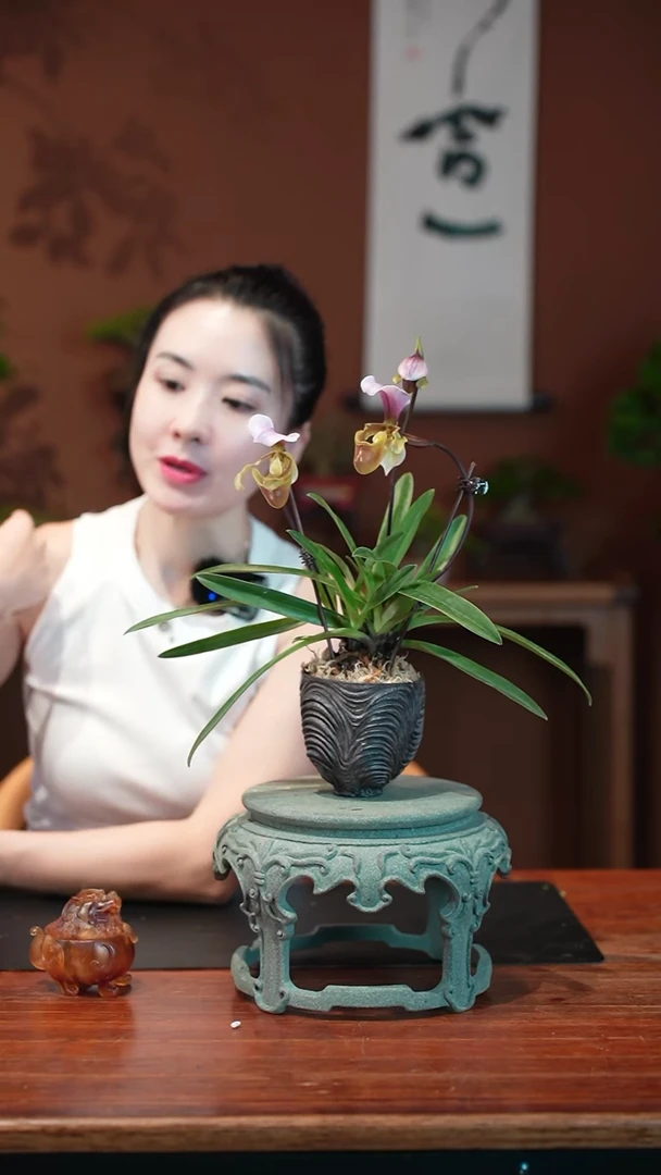 无花朵兜兰盆景盆景盆景