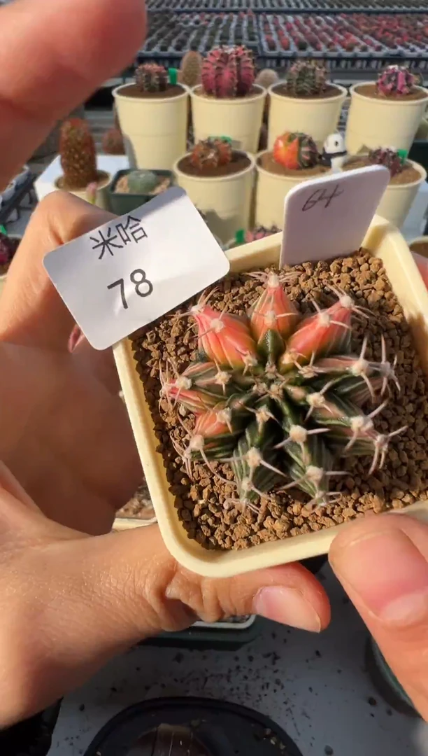 78好看的米哈冲冲冲 泰国实生
