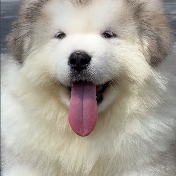 苏超精品阿拉斯高级宠物伴侣犬大型犬宠物看家护院陪伴快乐小狗