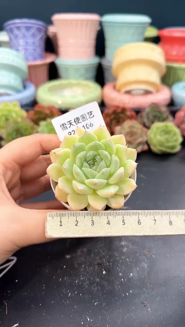 923-106青山（冠幅5cm）