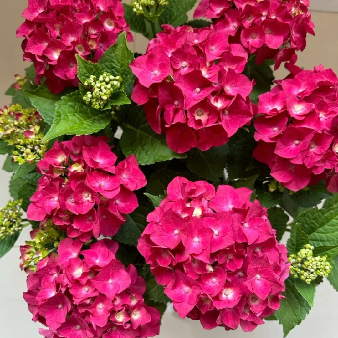 红皇后 红色 带花苞发货（方） 2加仑 花卉盆栽 大花绣球