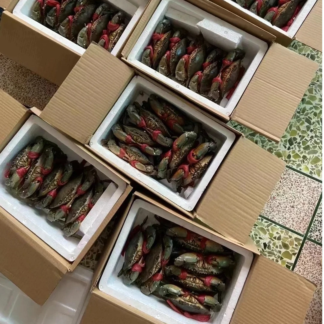 红鲟膏蟹满膏母蟹新鲜东山岛螃蟹特大号野生青蟹菜鲟海鲜水产礼盒